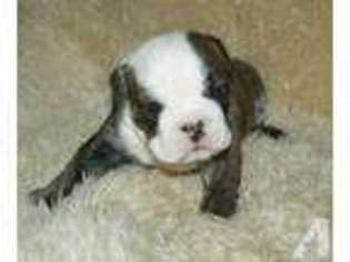 Bulldog Puppy for sale in EAGLE POINT, OR, USA