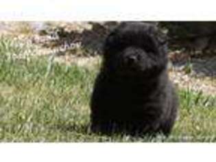 Medium Photo #1 Chow Chow Puppy For Sale in Adelanto, CA, USA