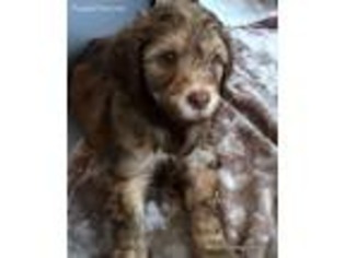 Goldendoodle Puppy for sale in Millersburg, MI, USA