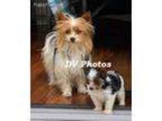 Yorkshire Terrier Puppy for sale in Wheeling, WV, USA