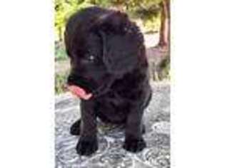 Labradoodle Puppy for sale in Waterford, CA, USA
