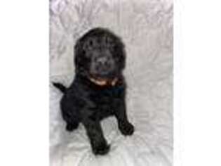 Labradoodle Puppy for sale in Pittsfield, ME, USA