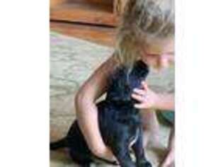 Australian Shepherd Puppy for sale in Okanogan, WA, USA