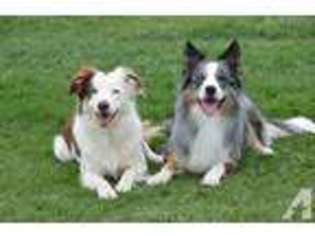 Border Collie Puppy for sale in GASTON, OR, USA