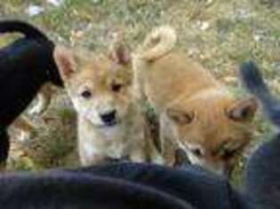 Shiba Inu Puppy for sale in Cheyenne, WY, USA