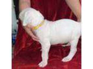 Dogo Argentino Puppy for sale in Pomona, CA, USA