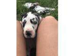 Great Dane Puppy for sale in Wauchula, FL, USA