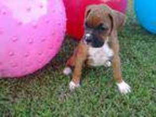 Boxer Puppy for sale in Raleigh, NC, USA