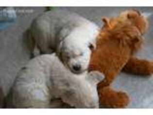 Golden Retriever Puppy for sale in Columbus, OH, USA