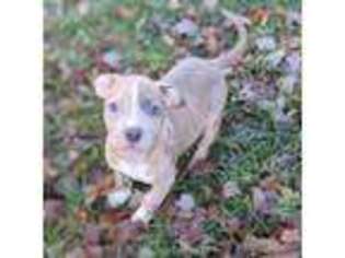 Mutt Puppy for sale in Irmo, SC, USA