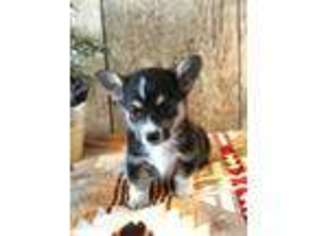 Pembroke Welsh Corgi Puppy for sale in Selah, WA, USA