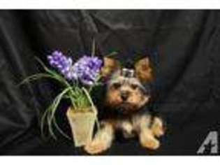 Yorkshire Terrier Puppy for sale in MONTGOMERY, TX, USA