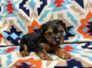 Yorkshire Terrier Puppy for sale in Petal, MS, USA