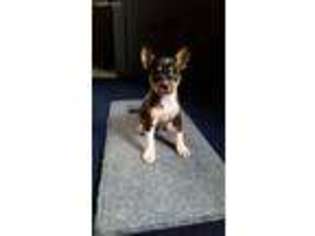 Rat Terrier Puppy for sale in Watts, OK, USA