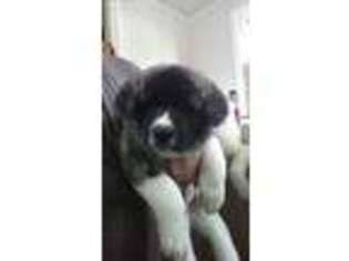 Akita Puppy for sale in Sioux City, IA, USA
