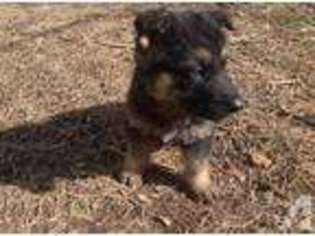 German Shepherd Dog Puppy for sale in CARTHAGE, MO, USA