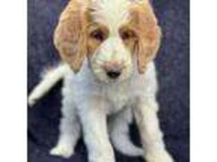 Goldendoodle Puppy for sale in Kendall, NY, USA