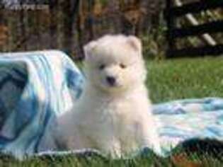 Samoyed Puppy for sale in Walhonding, OH, USA