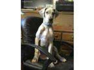 Great Dane Puppy for sale in Livingston, TX, USA