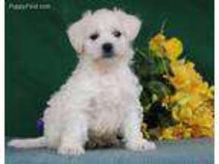 Mutt Puppy for sale in New Providence, PA, USA