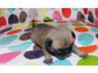 Pug Puppy for sale in Siloam Springs, AR, USA