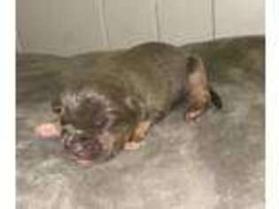 Mutt Puppy for sale in Tacoma, WA, USA