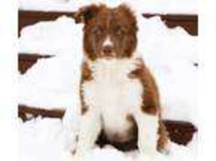 Border Collie Puppy for sale in Boston, MA, USA