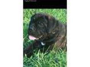 Cane Corso Puppy for sale in Humboldt, SD, USA