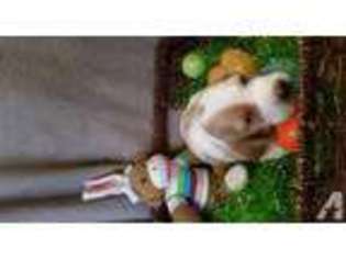 Basset Hound Puppy for sale in GREENWICH, NJ, USA