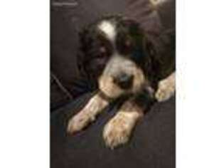 English Springer Spaniel Puppy for sale in Salem, OR, USA