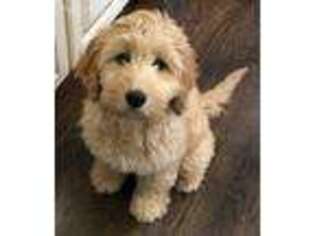 Goldendoodle Puppy for sale in Forest, VA, USA