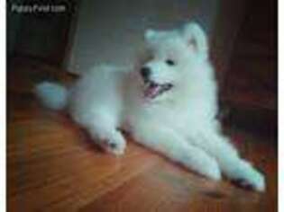 Samoyed Puppy for sale in Los Angeles, CA, USA