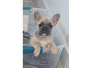 French Bulldog Puppy for sale in Dinuba, CA, USA