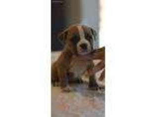 Buggs Puppy for sale in Plano, TX, USA
