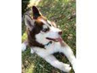 Siberian Husky Puppy for sale in Garland, TX, USA