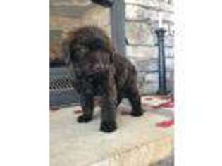 Labradoodle Puppy for sale in Simla, CO, USA