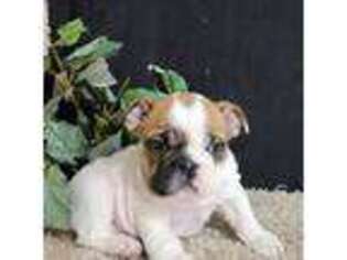 Bulldog Puppy for sale in Fredericksburg, OH, USA