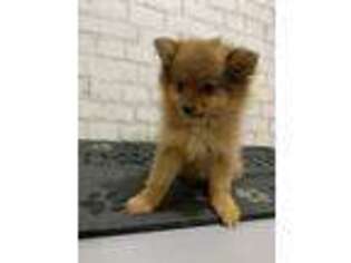 Pomeranian Puppy for sale in Bluffton, IN, USA