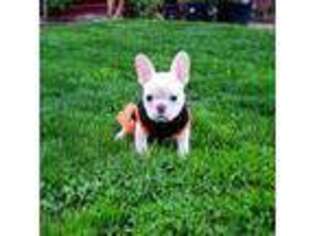 French Bulldog Puppy for sale in Vancouver, WA, USA
