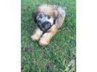 Soft Coated Wheaten Terrier Puppy for sale in LONG GROVE, IL, USA