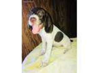 German Shorthaired Pointer Puppy for sale in Austin, TX, USA