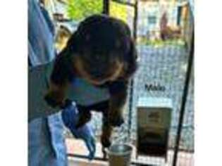 Rottweiler Puppy for sale in Gaffney, SC, USA