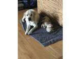 Labrador Retriever Puppy for sale in Grayson, KY, USA