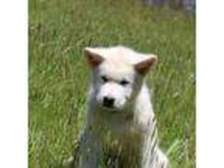 Alaskan Malamute Puppy for sale in Mouth Of Wilson, VA, USA