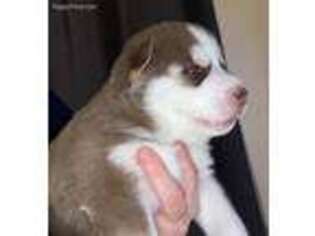 Siberian Husky Puppy for sale in Wallaceton, PA, USA