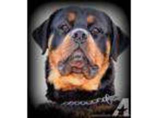 Rottweiler Puppy for sale in CREWE, VA, USA