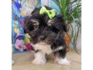 Havanese Puppy for sale in Morgan City, LA, USA