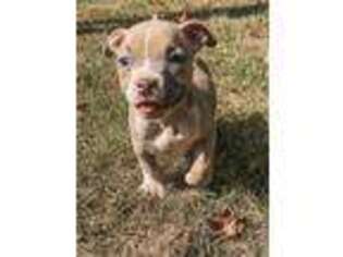 Mutt Puppy for sale in Terre Haute, IN, USA