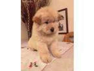 Chow Chow Puppy for sale in Maricopa, AZ, USA