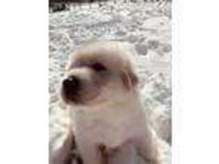 Tibetan Mastiff Puppy for sale in Rockville, MD, USA